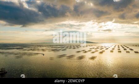 aerial view of oyster beds on pond Thau in Mèze in Occitanie, France