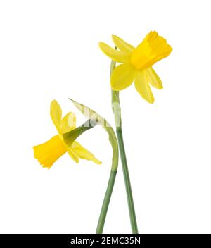 Two small flowers of  Daffodil (Narcissus) isolated on white background. Stock Photo