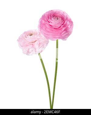 Two flowers of Ranunculus isolated on white background. Persian Buttercup Stock Photo