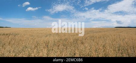 Oat plants grow in a wide field in sunny summer - panorama Stock Photo