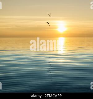 Seagull silhouette above the sea at colorful sunset. Stock Photo