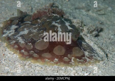 Lumpy Asteronotus Nudibranch, Asteronotus cespitosus, Raja Ampat, West Papua, Indonesia Stock Photo