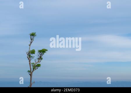 Single tree against soft blue sky nature landscape, with copy space. Stock Photo