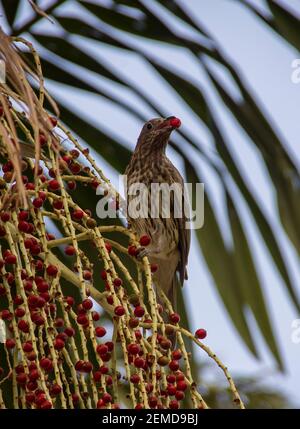 A female Australasian green figbird (Sphecotheres vieilloti) eating berries in a bangalow palm tree (Archontophoenix cunninghamiana) in Qld, Australia. Stock Photo