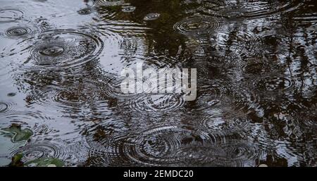 Rain falling into a small pond creating circular ripples on the surface.Garden in Australia. Background, copy space. Stock Photo