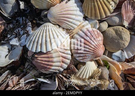 Close-up of discarded scallop shells on a beach in Normandy, France showing a range of colours and patterns, mixed in with seaweed and a fish skeleton Stock Photo
