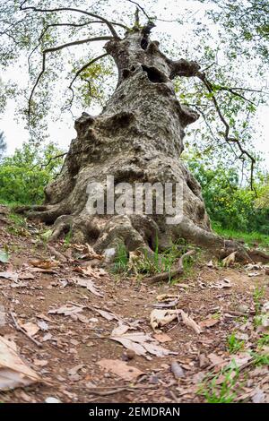 Ancient majestic plane tree photographed by a fisheye lens Stock Photo