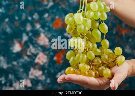 Fresh white grapes in hand on blue background Stock Photo