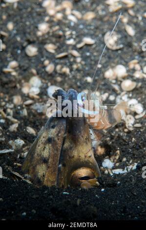 Magnificent Anemone Shrimp, Ancylomenes magnificus, on Highfin Snake Eel, Ophichthus altipennis, in hole, Retak Larry dive site, Lembeh Straits, Sulaw Stock Photo