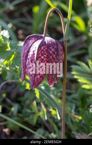 A single snake head fritillary (Fritillaria meleagris) flower against a background of green leaves (England, UK) Stock Photo