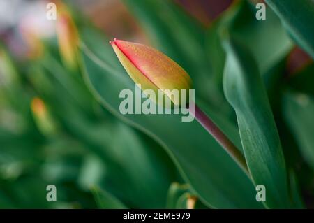 Unopened buds of red tulips in the garden with a blurred background. Stock Photo