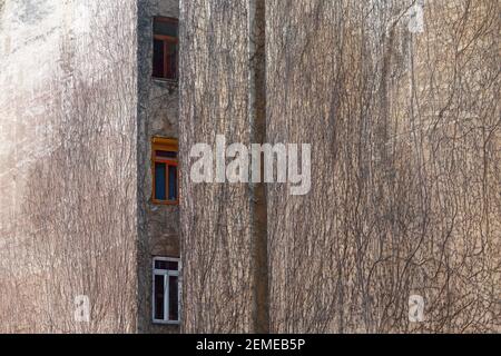 Three windows on firewall overgrown with dead climbing plant; color photo. Stock Photo