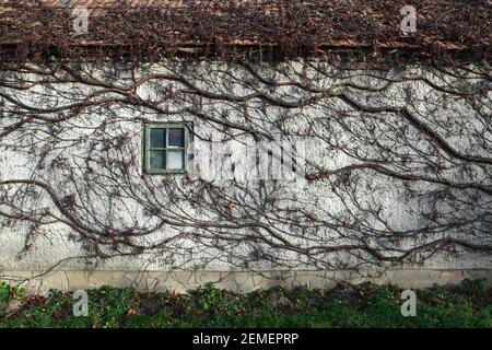 Old house wall with window and overgrown creeper. Illustration for rundown, neglected or authentic village lifestyle; color photo. Stock Photo