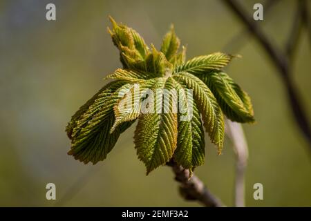 First spring young green leaves on a chestnut branch Stock Photo