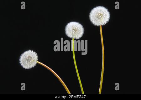 Three blooming fluffy white dandelions (taraxacum officinale)on a black background; isolated studio photo. Stock Photo