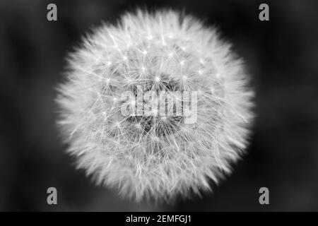 Black and white image of dandelion flowers Taraxacum officinale Stock ...