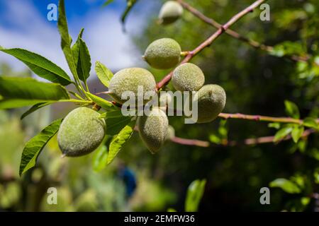 Almonds on Gran Canaria Stock Photo