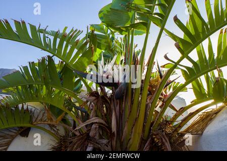 Banana tree on Gran Canaria Stock Photo