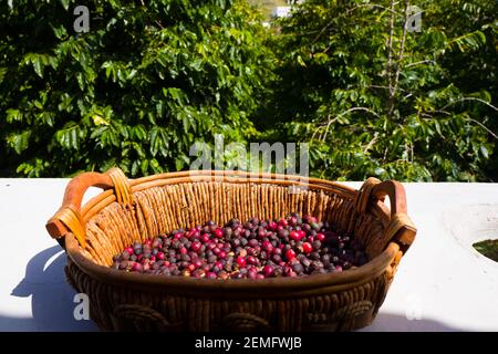 Coffee beans in a farm on Gran Canaria Stock Photo