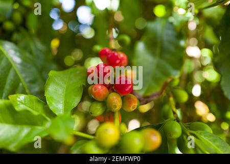 Coffee beans in a farm on Gran Canaria Stock Photo