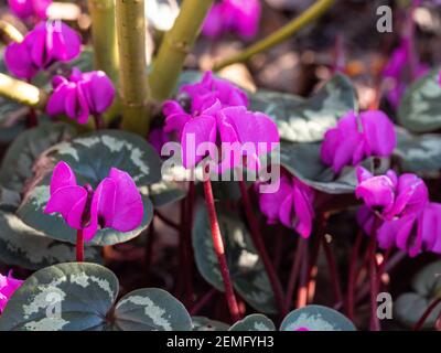 A close up of the deep pinks flowers and well marked leaves of Cyclamen coum Stock Photo