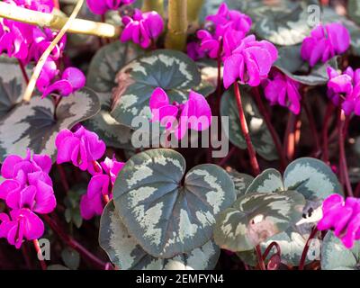 A close up of the deep pinks flowers and well marked leaves of Cyclamen coum Stock Photo