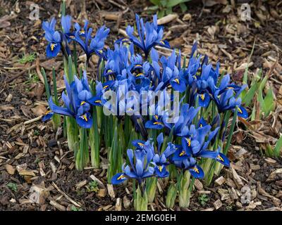 A flowering patch of the dwarf Iris reticulata Harmony with characteristic blue flowers Stock Photo