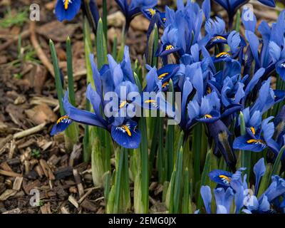 A flowering patch of the dwarf Iris reticulata Harmony with characteristic blue flowers Stock Photo