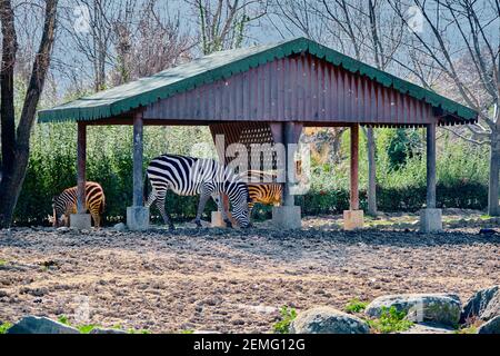 Groups of zebras on the soil and under the shady spot made of wooden material. Black and white zebra and also brown color zebras in the photo.