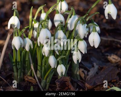 A single clump of snowdrop flowers and foliage in woodland Stock Photo