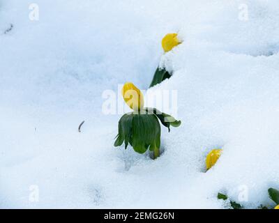 A single yellow flower of Eranthus hyemalis the winter aconite standing above a layer of snow Stock Photo