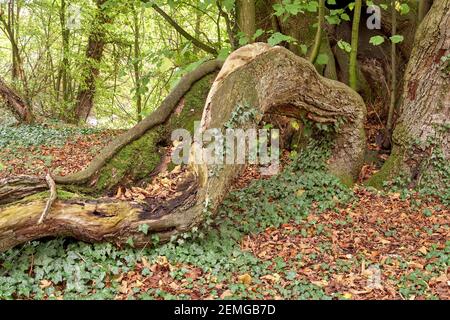 A large branch of a very old lime tree (Tilia platyphyllos) Stock Photo
