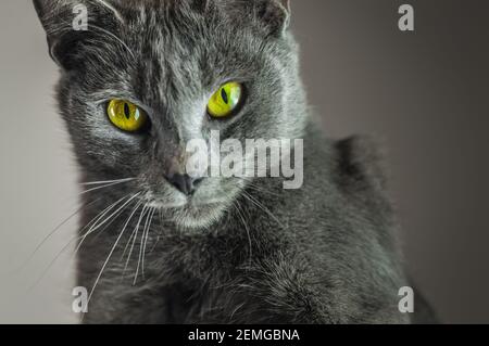 Beautiful young cat breed Russian blue portrait. Focus on cat eyes. Shallow depth of field. Stock Photo