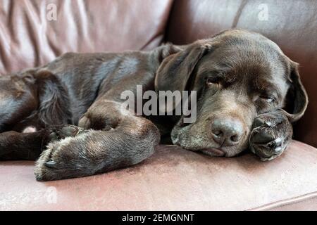 Adult Chocolate Labrador sleeping on a sofa Stock Photo