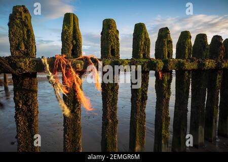 Frayed rope tied to rotting upright wooden posts of old sea defences on Winchelsea beach, Winchelsea, East Sussex, England, United Kingdom, Europe