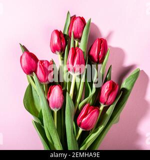 Pink tulips over pink background Stock Photo