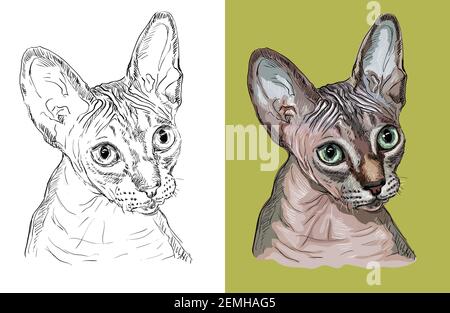 Hand drawn head of cute Sphynx cat. Vector black and white and colorful isolated illustration of horse. For decoration, coloring book, design, prints, Stock Vector