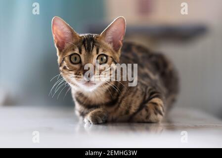 Bengal kitten looking at you Stock Photo