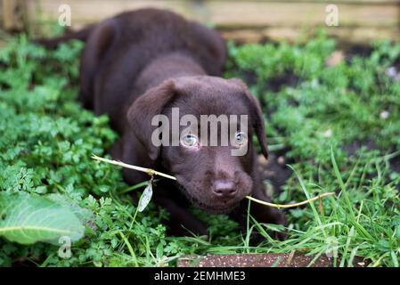 Chocolate labrador puppy chewing stick Stock Photo