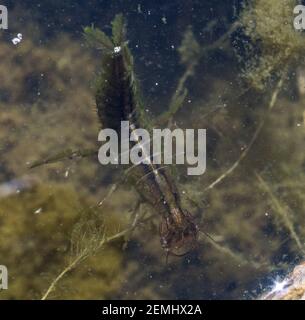 Larva of the Great Diving Beetle (Dytiscus marginalis) in a weedy pond (England, UK) Stock Photo