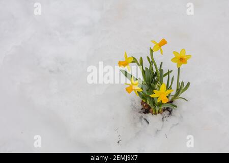 yellow daffodils in a pot on a background of snow. Spring, Easter concept. There is a place for text. High quality photo Stock Photo