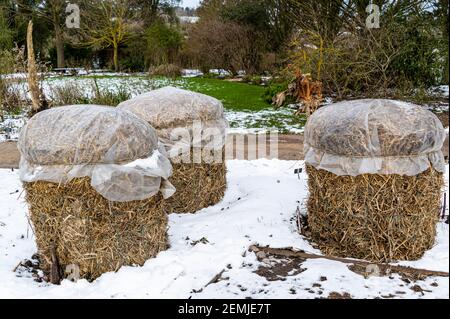 Tender plants wrapped up against cold winter conditions, with straw and plastic. Stock Photo
