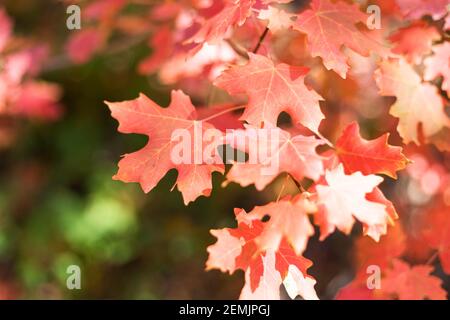 Vibrant red and orange autumn leaves Stock Photo