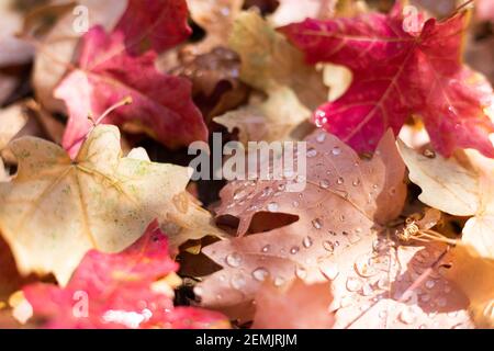 Vibrant red and orange autumn leaves Stock Photo