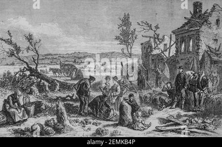 siege de paris, la recolte des legumes aux moulineaux en avant du fort d'issy, l'univers illustre,editeur michel levy 1870 Stock Photo