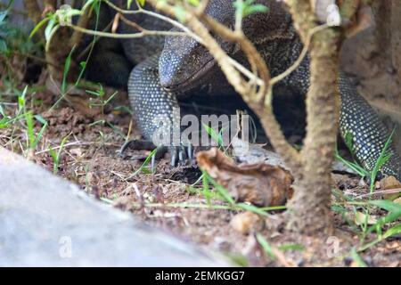 Water monitor lizard on the concrete bank of the canal. This species of reptile has adapted well to the neighborhood of humans in Sri Lanka and is cal Stock Photo