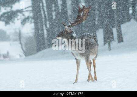 Fallow deer in the snowy world with freshly fallen snow. Photographed in the dunes of the Netherlands. Stock Photo