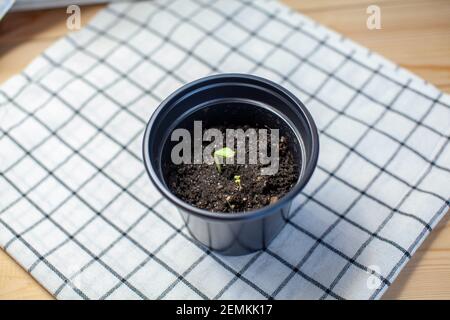 Planting young seedlings in a black pot on the table Stock Photo