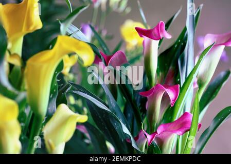 Beautiful pink and yellow Calla Lilies, Zantedeschia aethiopica; growing closely together. Selective focus with blurred background. Stock Photo