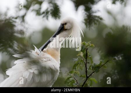 Eurasian spoonbill (Platalea leucorodia) cleans its feathers. Photographed in the Netherlands. Stock Photo